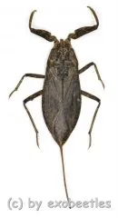 Nepa cinerea / syn.rubra ( 25 - 34 )