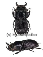 Nigidius obesus ( 15 - 19 )