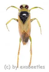 Notonecta glauca ( Rückenschwimmer )