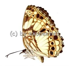 Nymphalidae spec. #10