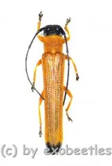 Oberea spec. ( 20 - 24 )