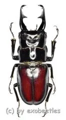 Odontolabis baderi ( 30 – 34 )