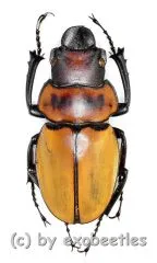 Odontolabis brookeana ( amphiodonte ) ( 30 – 39 ) A2