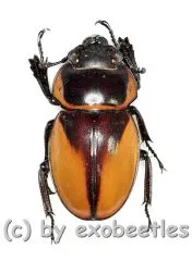 Odontolabis brookeana ( amphiodonte )