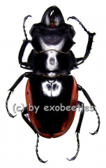 Odontolabis cuvera ssp.fallaciosus ( amphiodonte ) ( 50 – 54 )