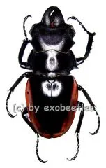 Odontolabis cuvera ssp.fallaciosus ( amphiodonte ) ( 50 – 54 )