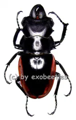 Odontolabis cuvera ssp.fallaciosus ( amphiodonte ) ( 55 – 59 )