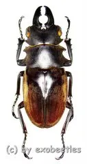 Odontolabis dalmanni dalmanni ( mesodonte ) ( 65 – 69 )