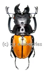 Odontolabis gazella gazella ( 65 – 69 )
