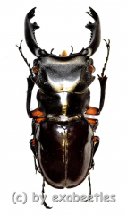Odontolabis imperalis komorii ( 55 – 59 )