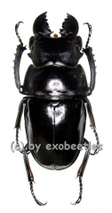 Odontolabis latipennis ( 60 – 64 )