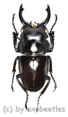 Odontolabis platynota coomani ( 35 – 39 )