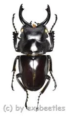 Odontolabis platynota coomani ( 35 – 39 )