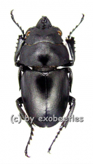 Odontolabis platynota platynota ( amphiodonte ) ( 25 - 29 )