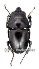 Odontolabis platynota platynota ( amphiodonte ) ( 25 - 29 )