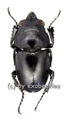 Odontolabis platynota platynota ( amphiodonte ) ( 25 - 29 )