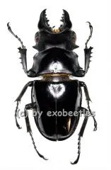 Odontolabis siva ( amphiodonte ) ( 60 – 64 )