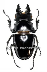 Odontolabis siva ( amphiodonte ) ( 50 – 69 ) A2
