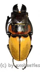 Odontolabis sommeri sommeri ( amphiodonte ) ( 50 – 54 ) A1-