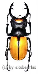 Odontolabis spectabilis ( 75 – 79 )