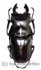 Odontolabis stevensi stevensi ( amphiodonte ) ( 55 – 59 )