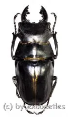Odontolabis stevensi stevensi ( amphiodonte ) ( 55 – 59 )