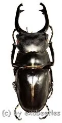 Odontolabis stevensi stevensi ( telodonte ) ( 80 – 84 )
