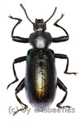 Odontopezus cupreus cupreus ( 35 – 39 ) A2