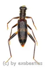 Omadius spec. ( 5 – 14 )