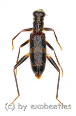 Omadius spec. ( 5 – 14 )