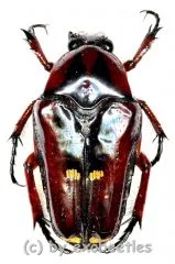 Oncosterna celebensis ( 15 – 24 )