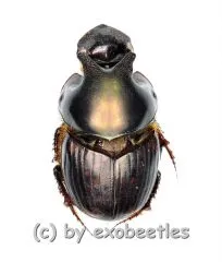 Onthophagus seniculus ( 10 – 14 )