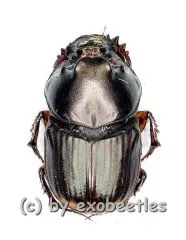 Onthophagus spec. #2 ( 5 – 9 )