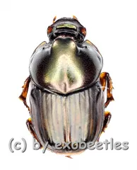 Onthophagus spec. #3 ( 10 – 14 )