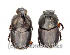 Onthophagus spec. #4 ( M 10 – 14 )