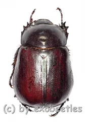 Oogenius chilensis ( 20 – 24 )