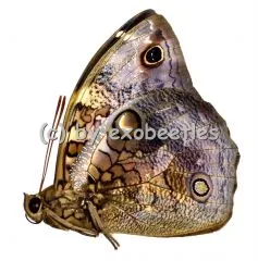 Opsiphanes invirae