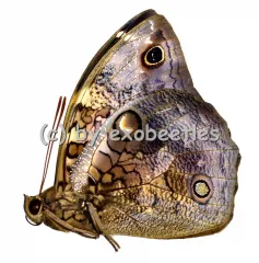 Opsiphanes invirae