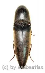 Orthostethus spec. ( 25 – 29 )