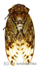 Oxypleura spec.