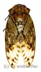 Oxypleura spec.