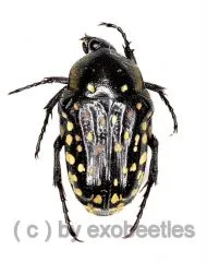 Oxythyrea ( Stichothyrea ) picticollis ( 5 – 9 )