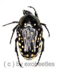 Oxythyrea ( Stichothyrea ) picticollis ( 5 – 9 ) A2