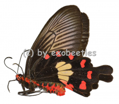 Pachliopta aristolochiae goniopeltis