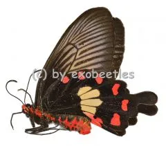 Pachliopta aristolochiae goniopeltis