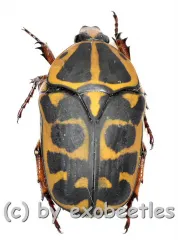 Pachnoda cordata cordata ( 15 – 19 )