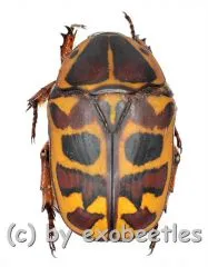 Pachnoda cordata dahomeyana ( 15 – 19 )