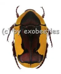 Pachnoda ephippiata ssp.falkei ( Zucht ) ( 20 - 25 )