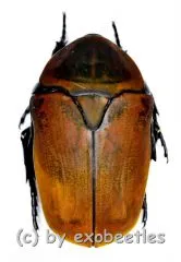 Pachnoda marginata aurantia A2