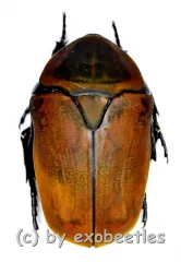 Pachnoda marginata aurantia